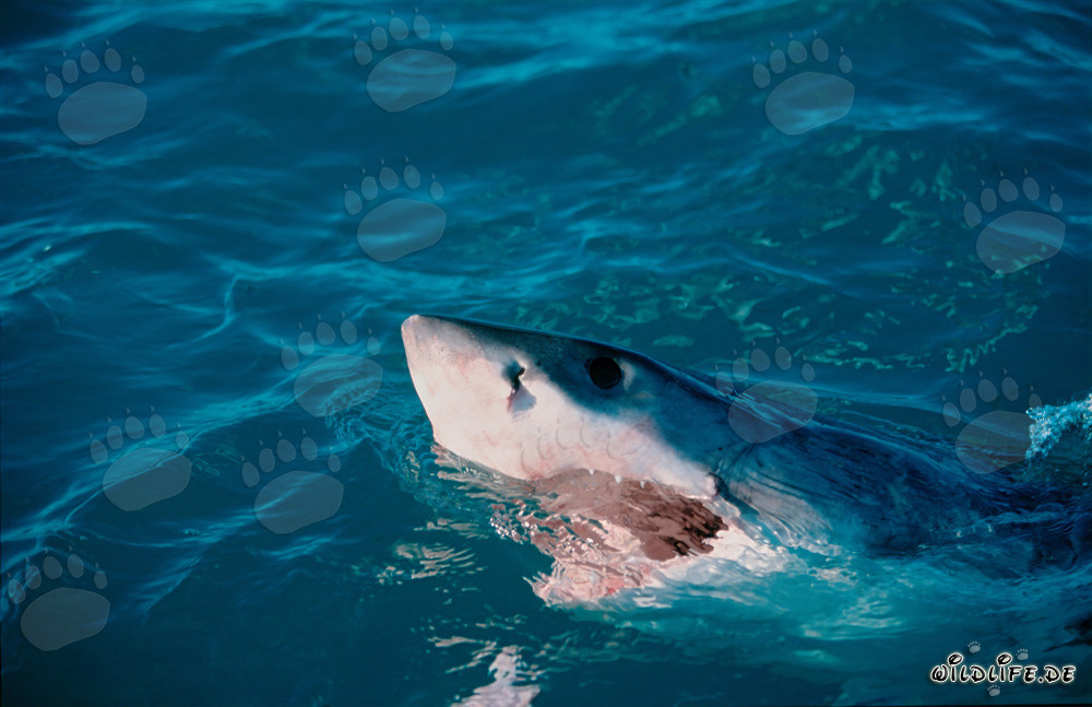 Grand requin blanc majestueux se dresse au-dessus de la surface de l'eau