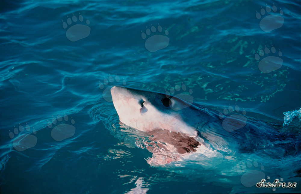 Majestic Great White Shark lifts its head above the water surface