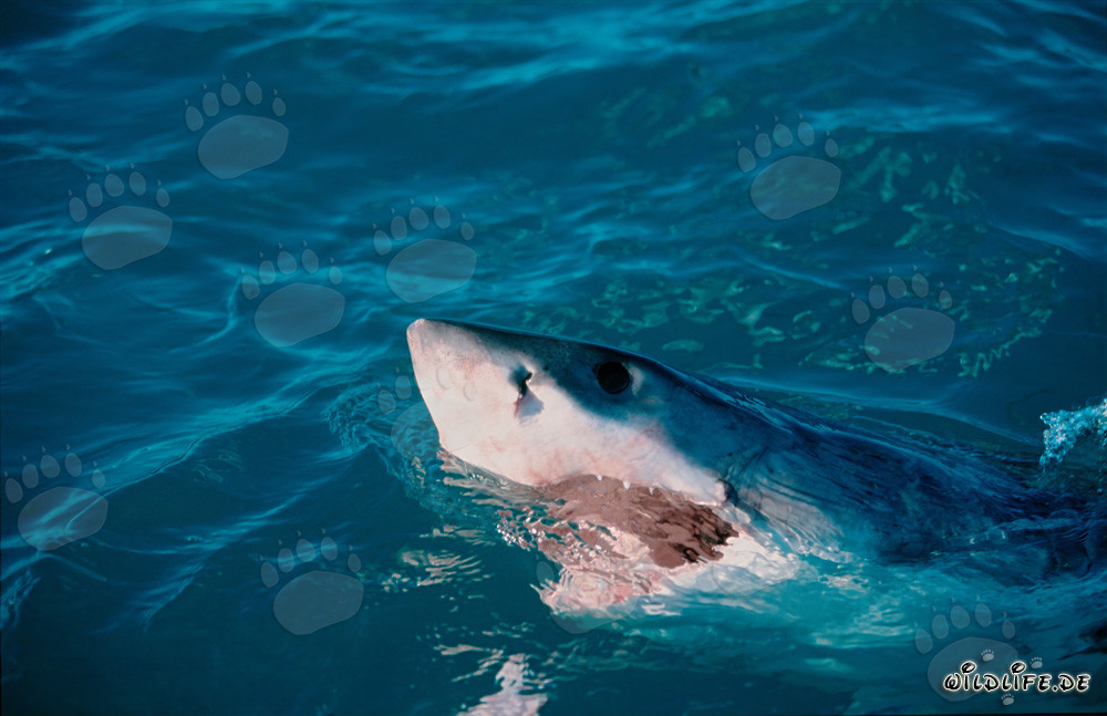 Maestoso squalo bianco alza la testa sopra la superficie dell'acqua
