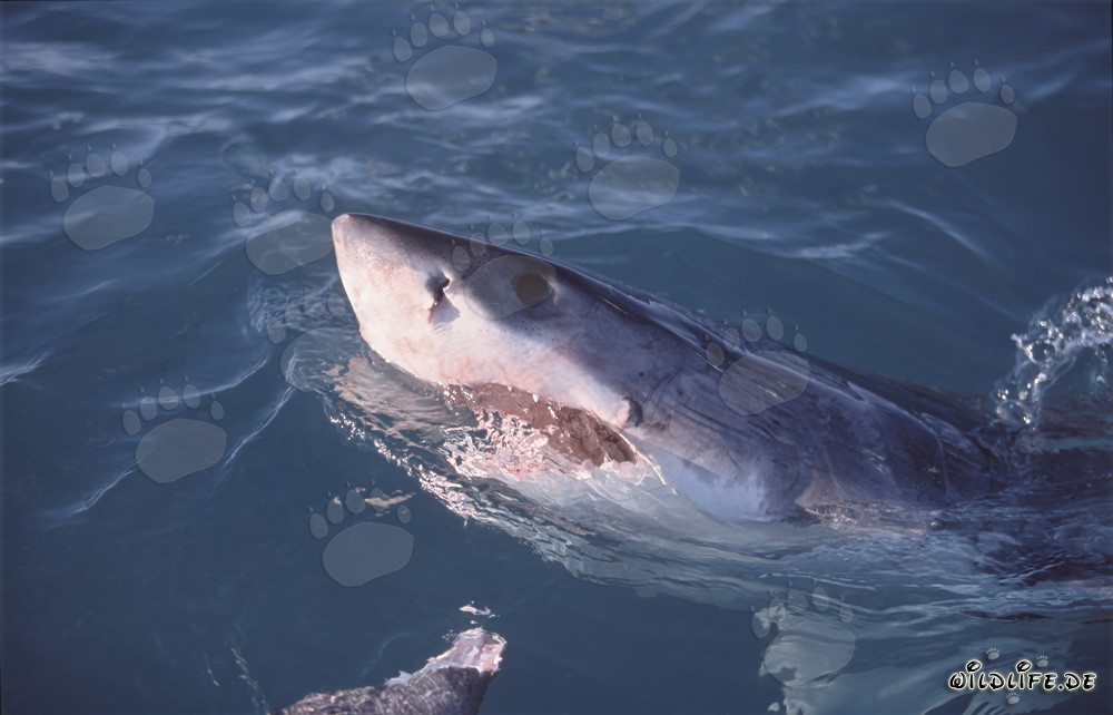 Grand requin blanc émerge de l'eau