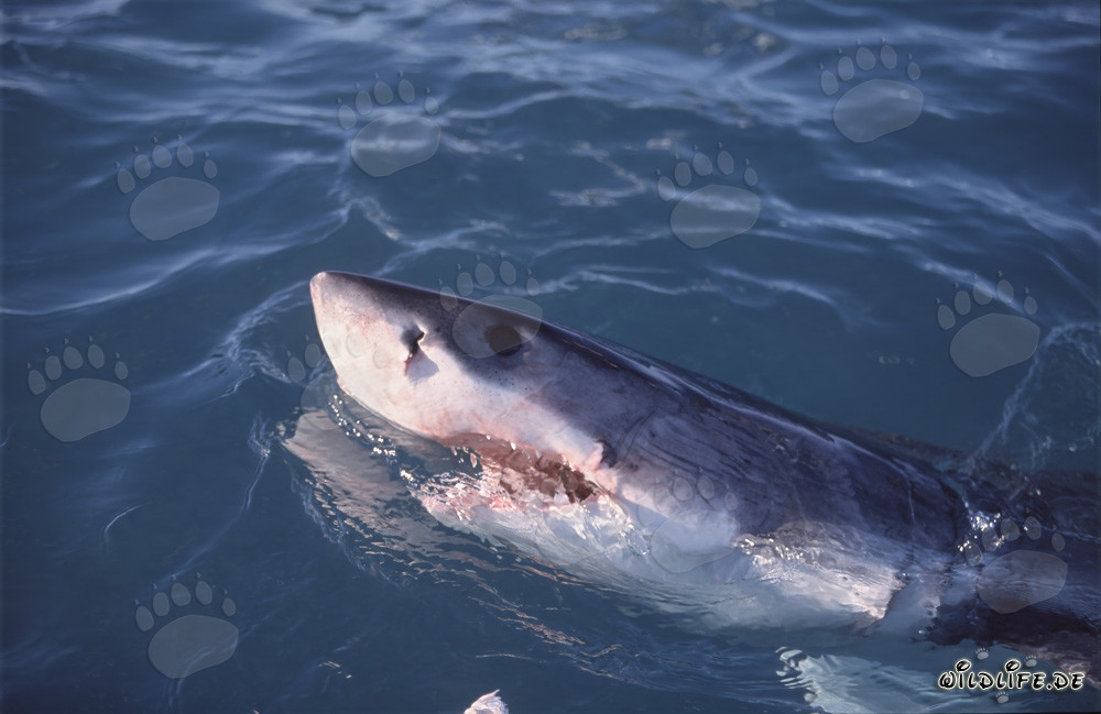 Great White Shark emerges from the water and observes the surroundings