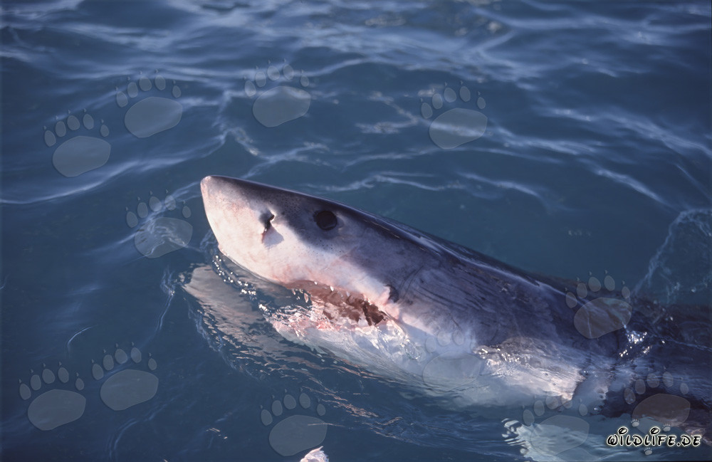 Requin blanc émerge de l'eau et observe les environs