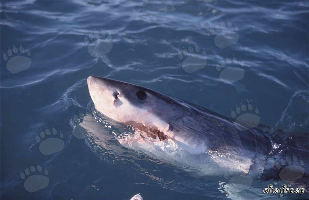 Squalo bianco emerge dall'acqua e osserva l'ambiente