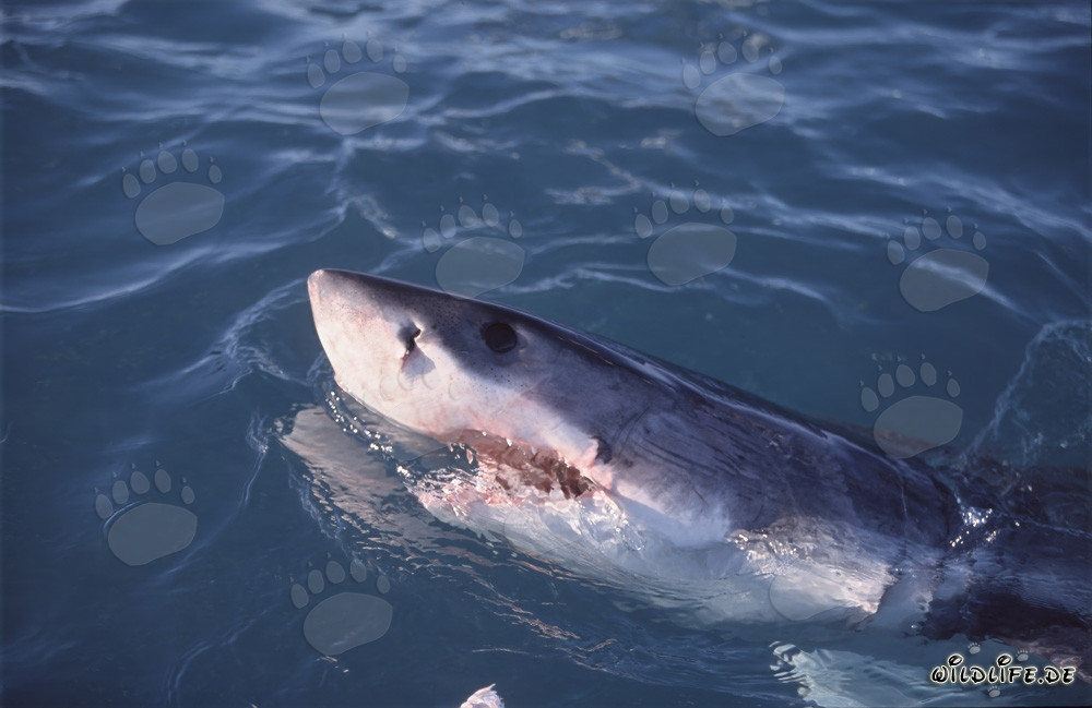 Tiburón blanco emerge del agua y observa el entorno