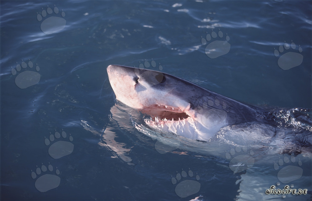 El Gran Tiburón Blanco - majestuoso habitante marino frente a la Isla Dyer