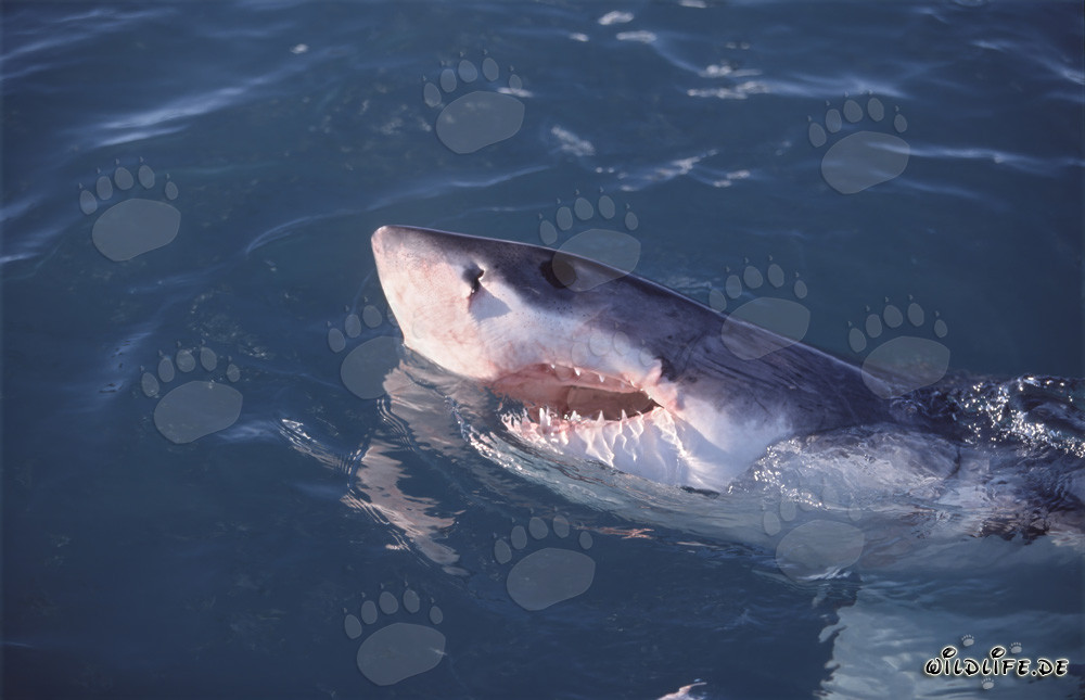Le Grand Requin Blanc - majestueux habitant des mers devant l'île de Dyer