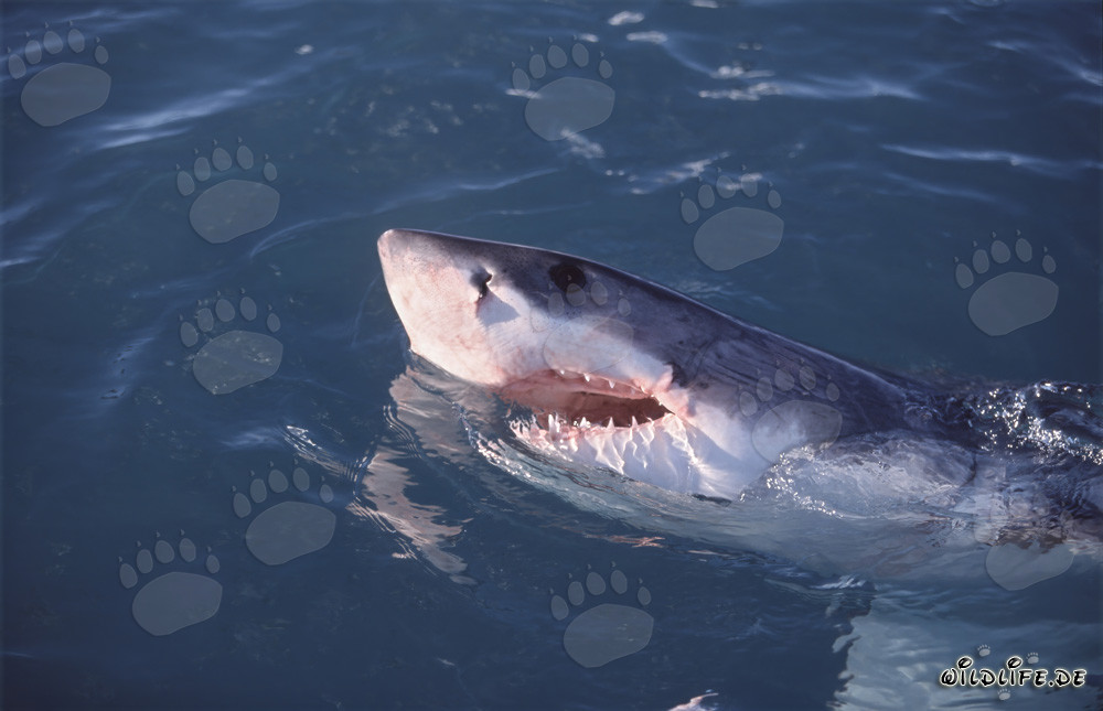 The Great White Shark - majestic marine creature off Dyer Island