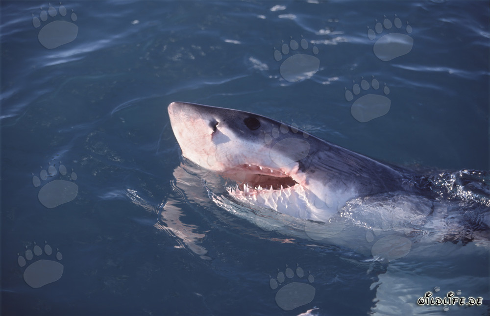 Der Weiße Hai - majestätischer Meeresbewohner vor Dyer Island