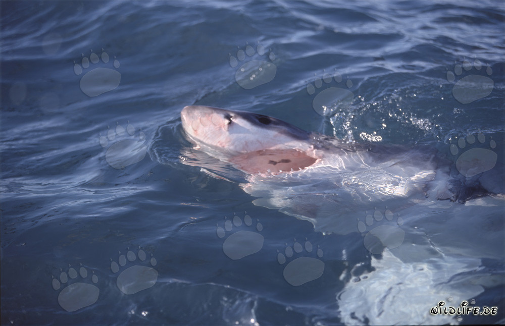 Grand requin blanc chasseur de surface
