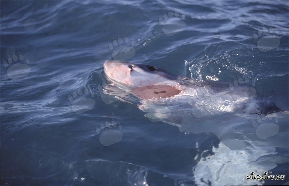 Surface Hunter Great White Shark