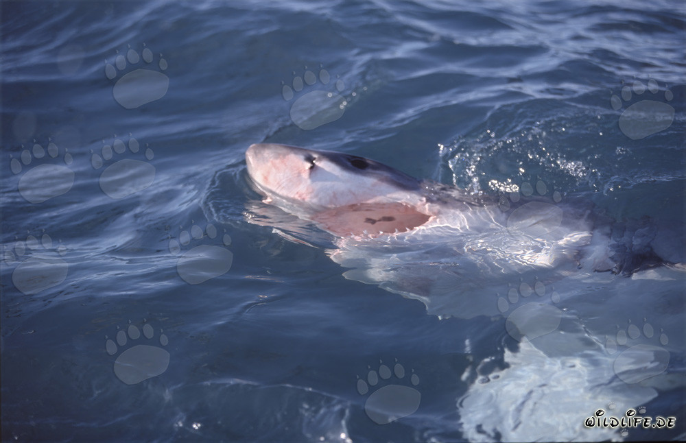 Squalo bianco cacciatore di superficie