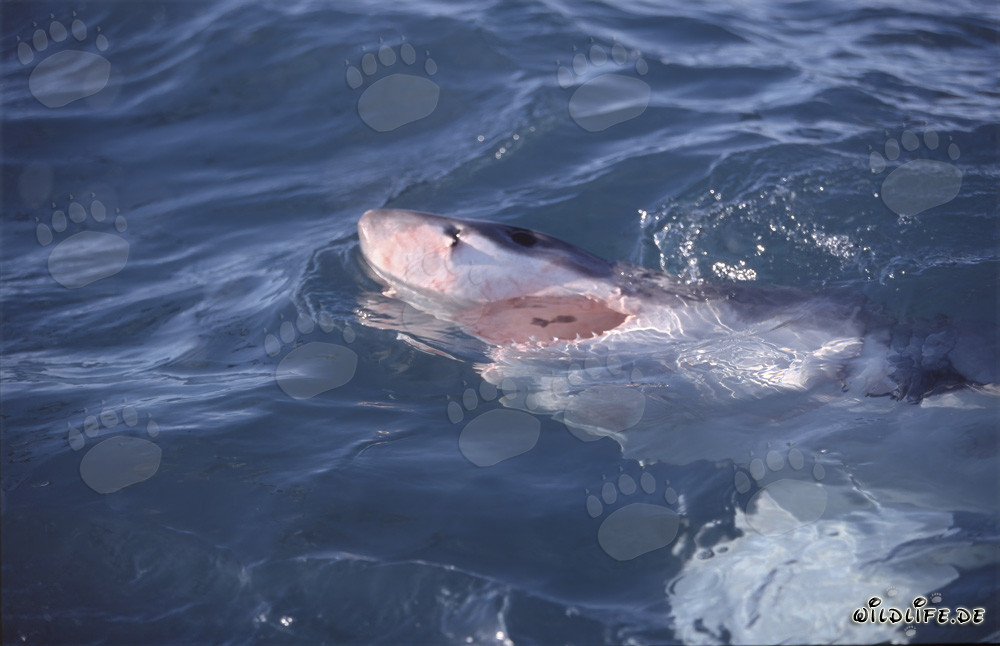Tiburón blanco cazador de superficie
