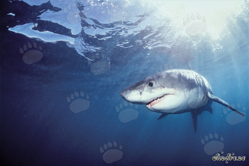 Giovane Squalo Bianco in cerca di prede