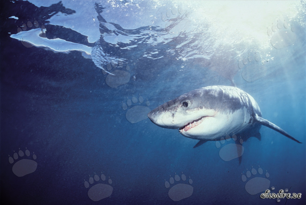 Jeune Grand Requin Blanc à la recherche de proies