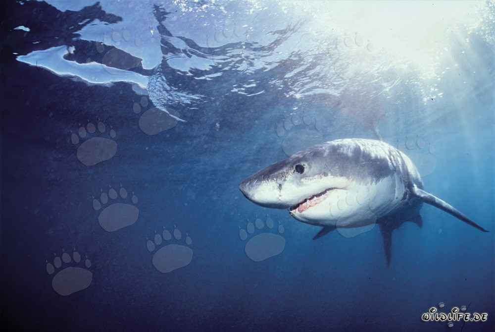 Joven Gran Tiburón Blanco en busca de presas