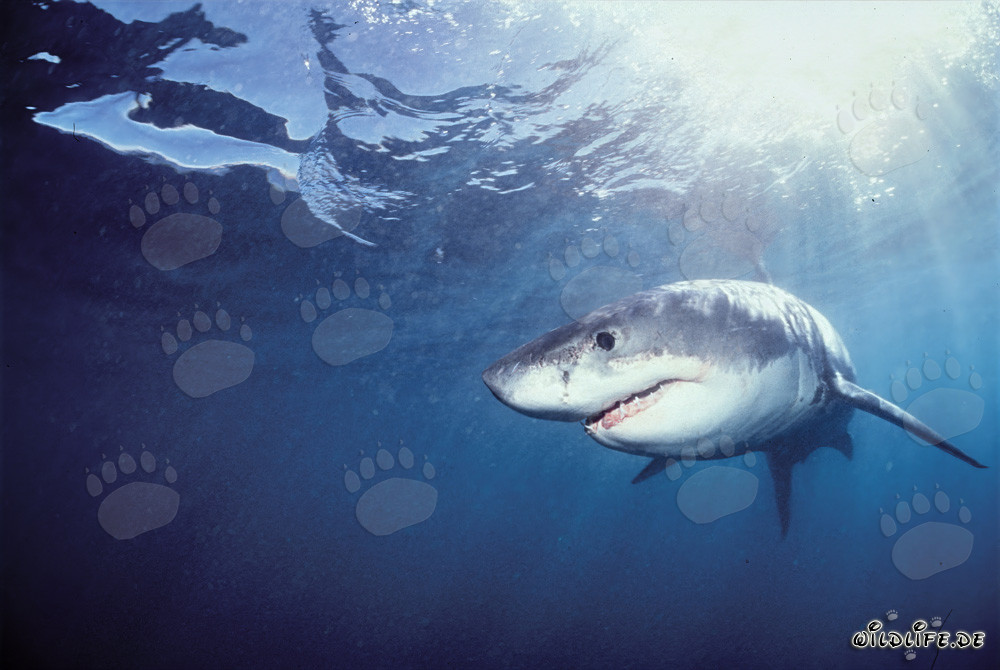 Junges Great White Shark auf Beutesuche