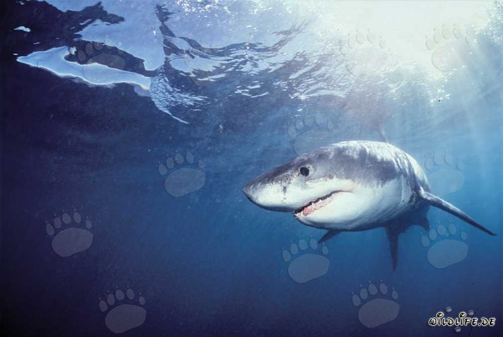 Young Great White Shark searching for prey