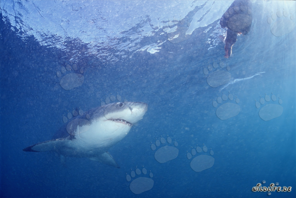 Fascinating Great White Shark Observing Bait near Gansbaai