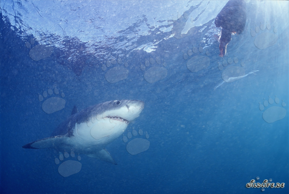 Requin blanc fascinant observant l'appât de poisson devant Gansbaai