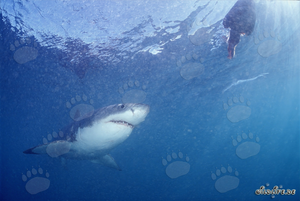 Affascinante squalo bianco osserva esca per pesci di fronte a Gansbaai