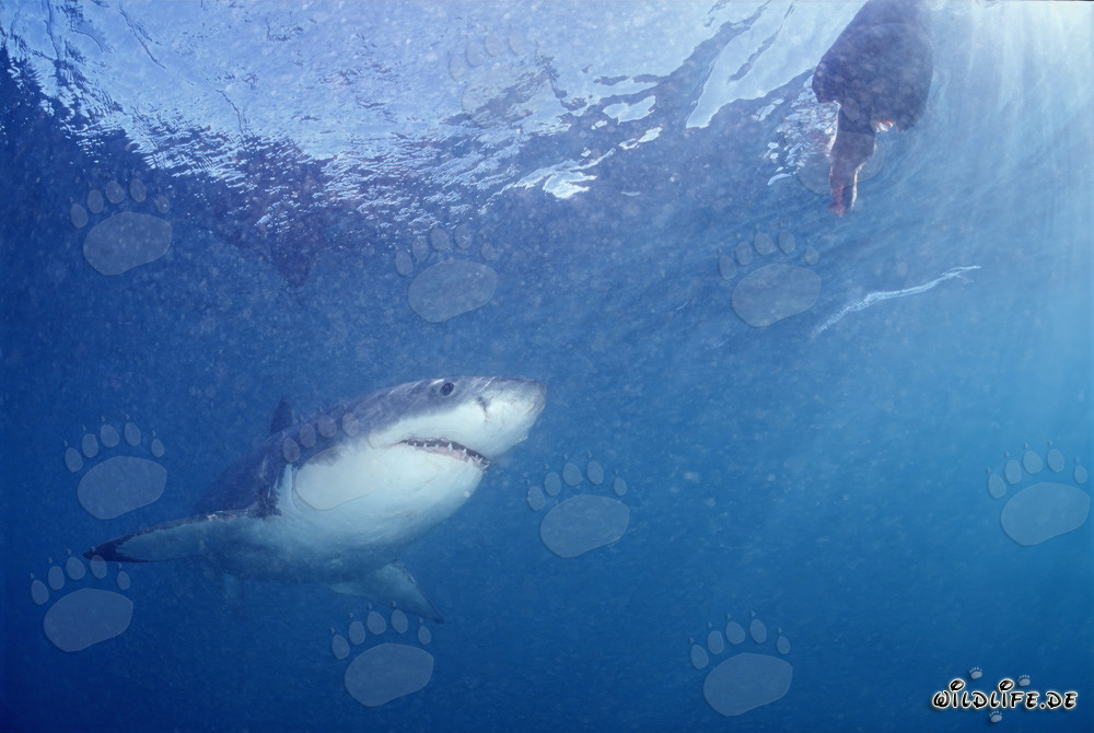 Fascinante tiburón blanco observando cebo de pescado frente a Gansbaai