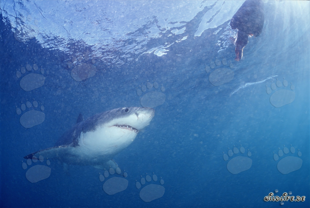 Faszinierender Weißer Hai beobachtet Fischkoeder vor Gansbaai