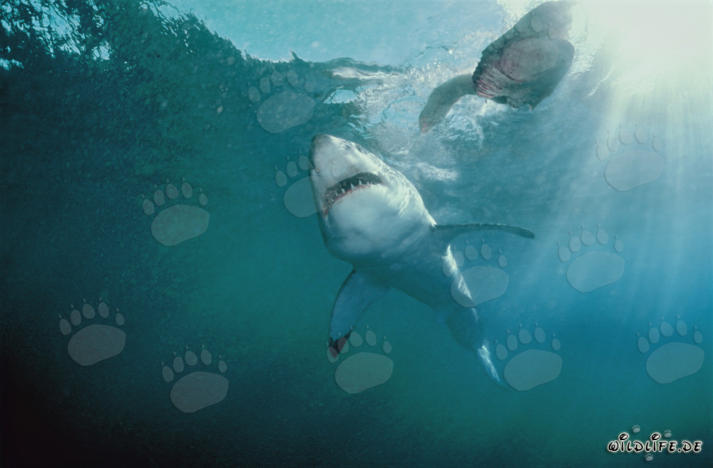 Grand requin blanc au large des côtes sud-africaines