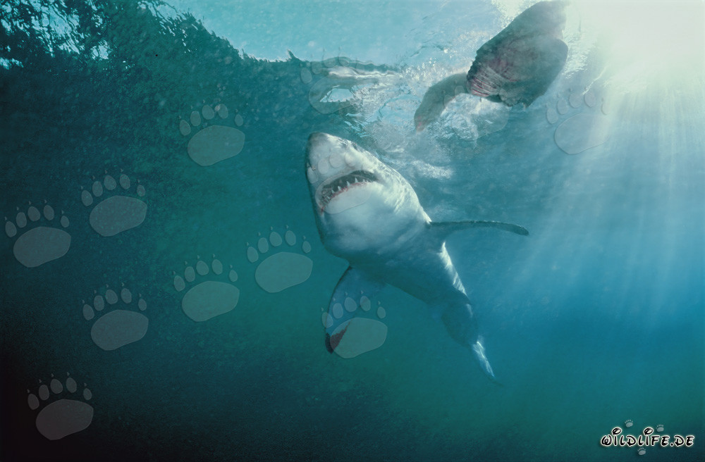 Grande squalo bianco al largo delle coste sudafricane