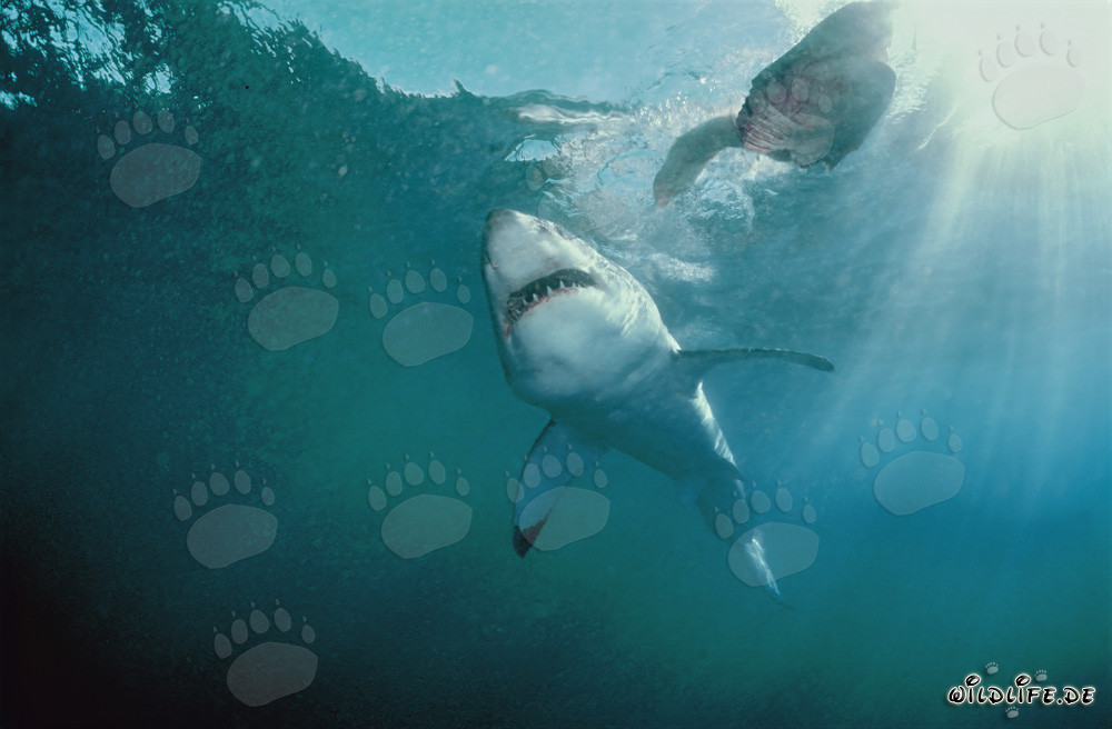Gran tiburón blanco frente a la costa de Sudáfrica