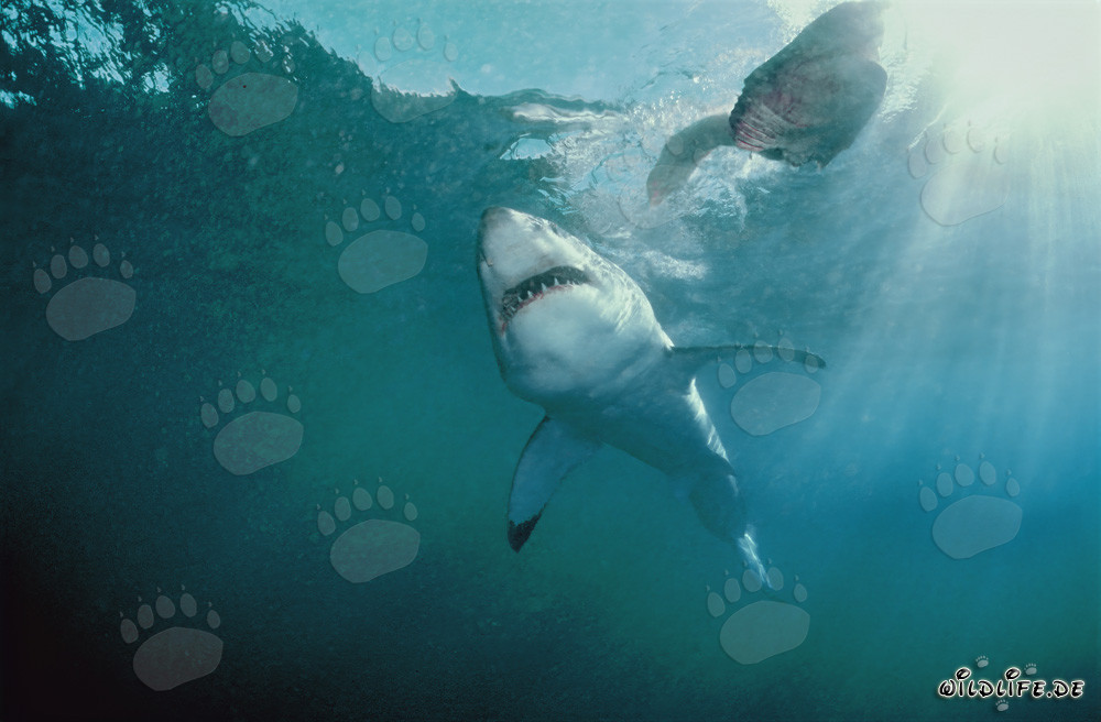 Weißer Hai vor der Küste Südafrikas