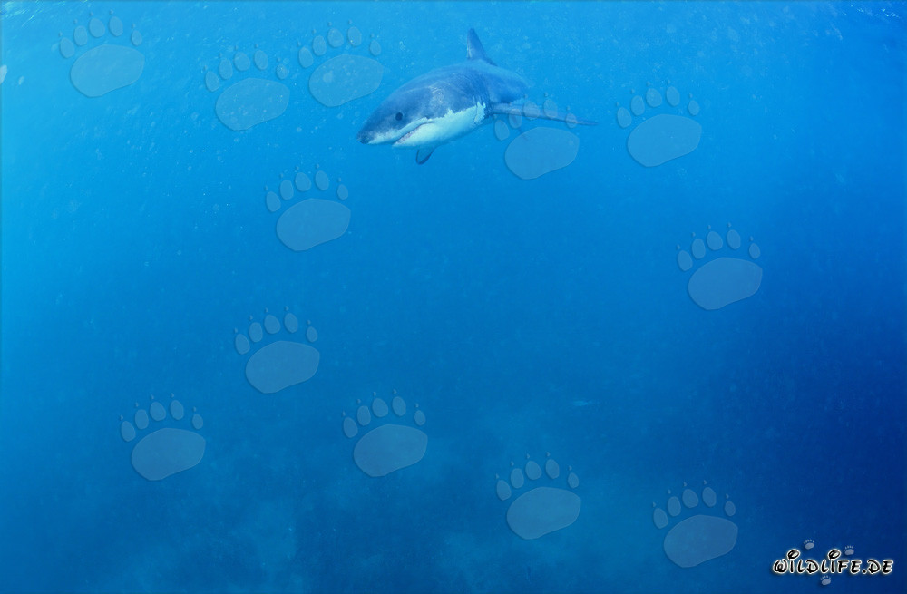 Baby Great White Shark searching for prey