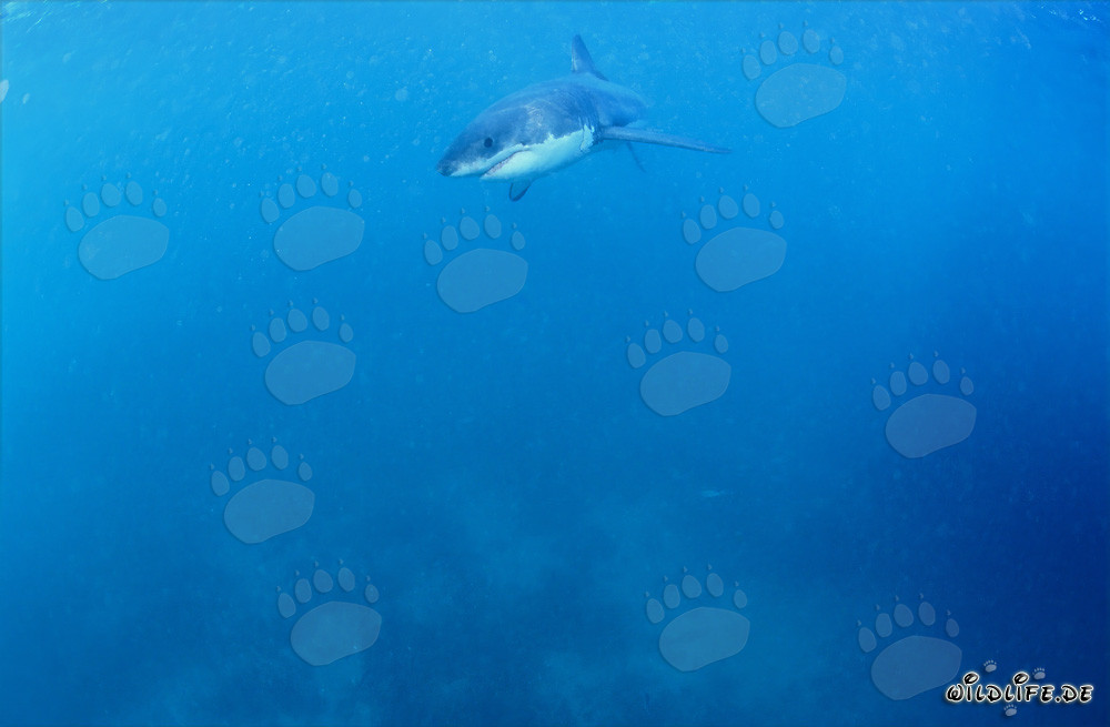 Jeune Requin Blanc à la recherche de nourriture