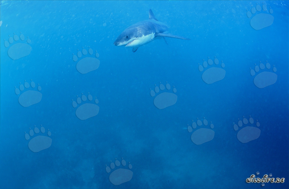Tiburón Blanco bebé en busca de alimento