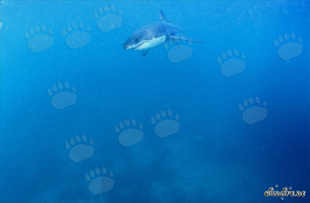 Cucciolo di Squalo Bianco alla ricerca di cibo