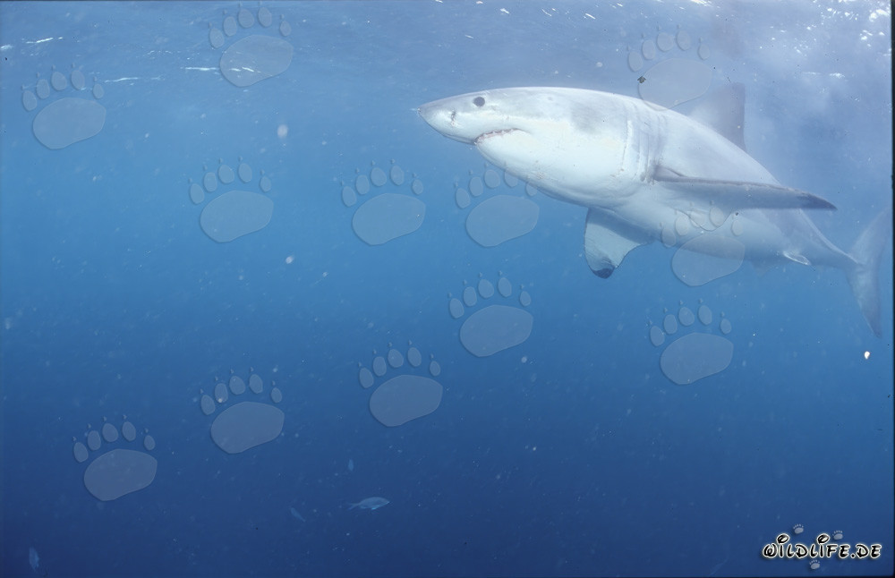 Observation du majestueux Grand Requin Blanc au large des côtes sud-africaines