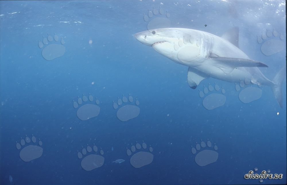 Observación del majestuoso Gran Tiburón Blanco frente a la costa de Sudáfrica