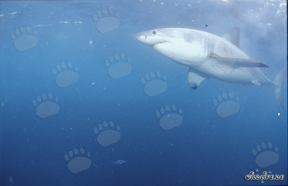 Observing the Majestic Great White Shark off the Coast of South Africa