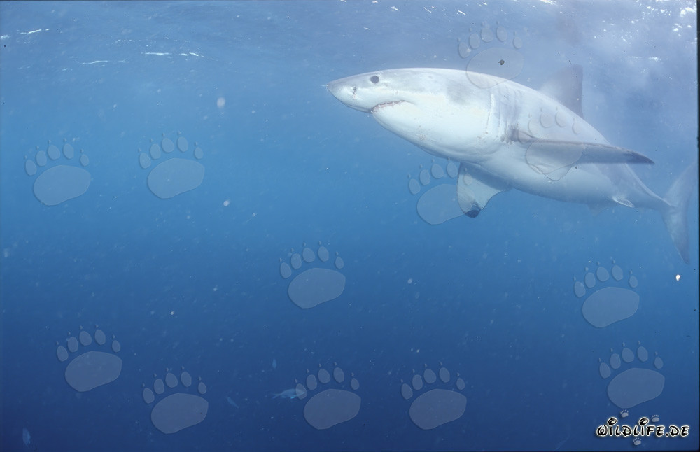 Osservazione del maestoso Squalo Bianco al largo delle coste sudafricane