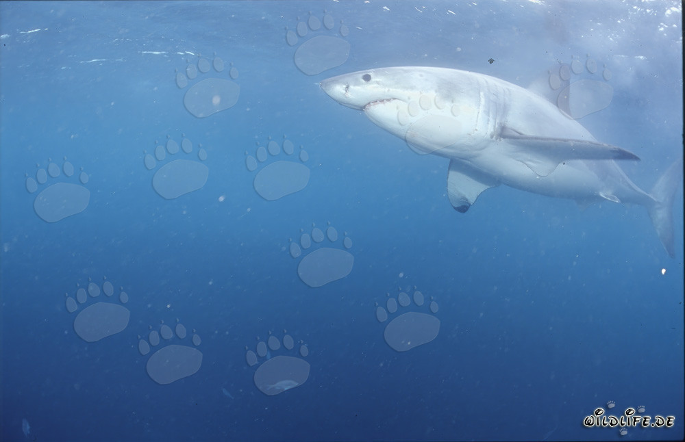 Beobachtung des majestätischen Weißen Hais vor der Küste Südafrikas