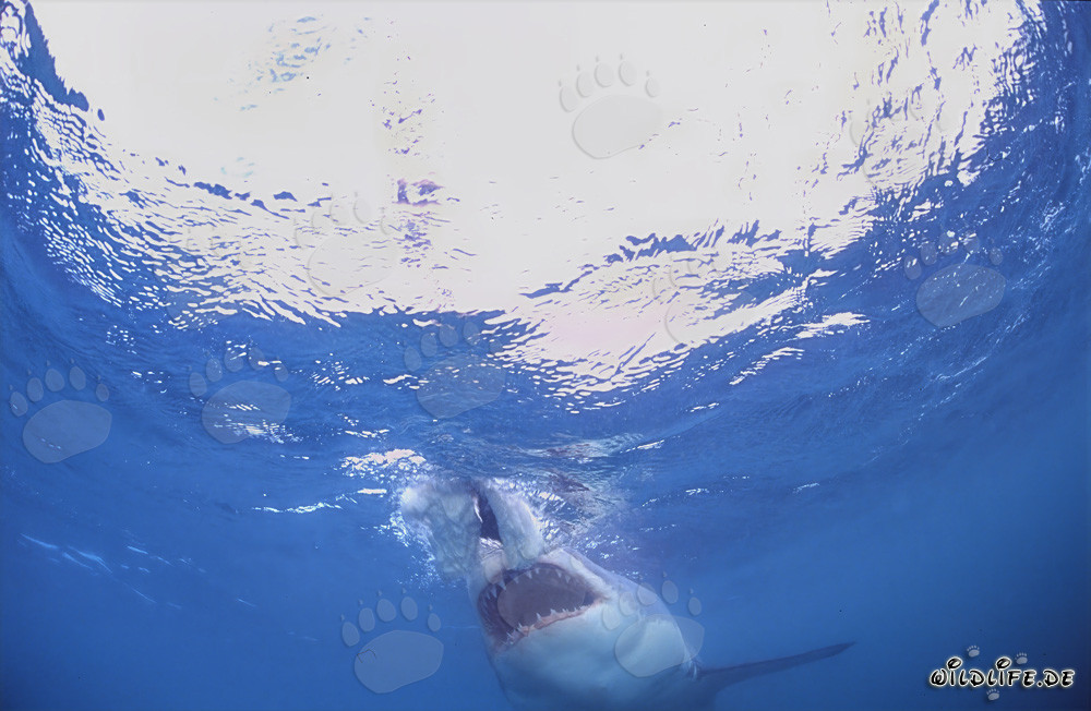 Grand requin blanc sur le point d'attaquer en Afrique du Sud