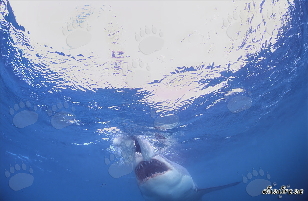 Grande squalo bianco pronto ad attaccare in Sudafrica