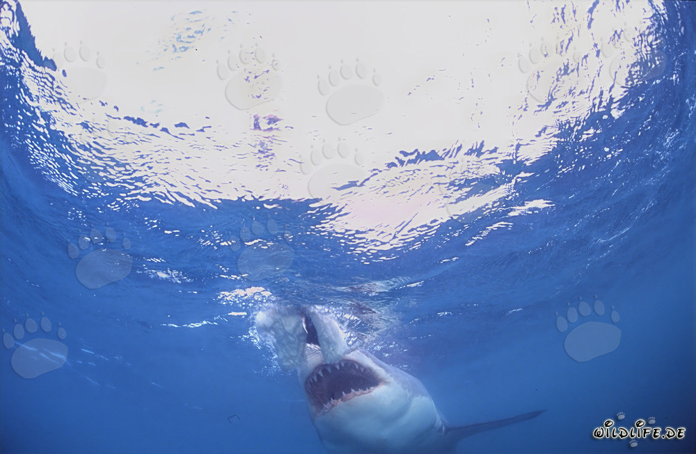 Great White Shark Just Before Attacking in South Africa
