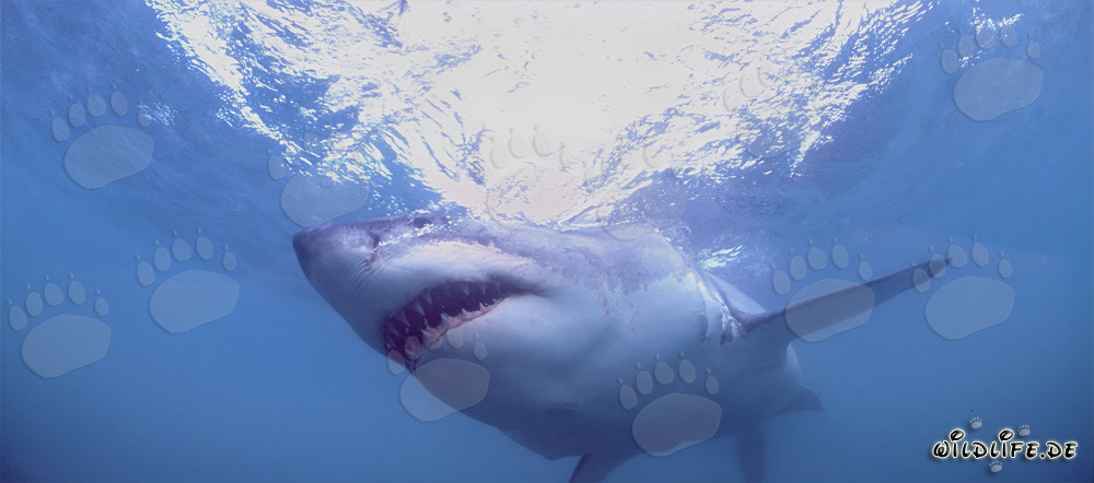 Grand requin blanc fascinant : prédateur dangereux des mers