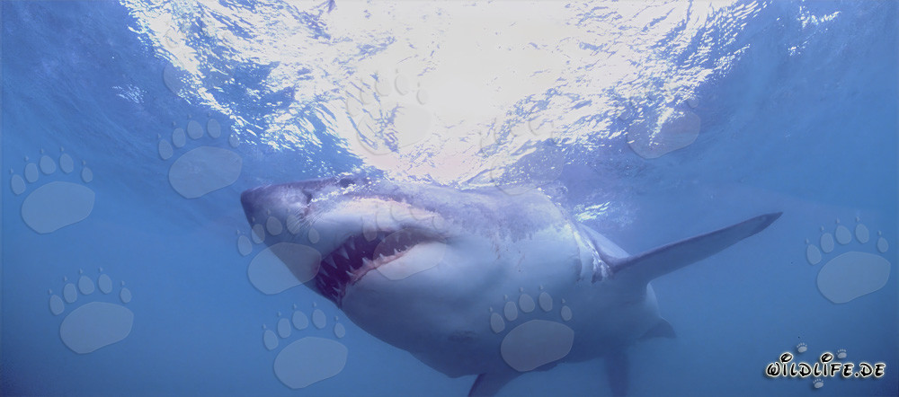 Fascinating Great White Shark: Dangerous Predator of the Seas