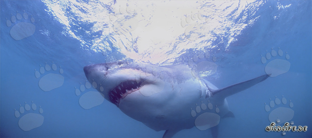 Affascinante squalo bianco: pericoloso predatore dei mari