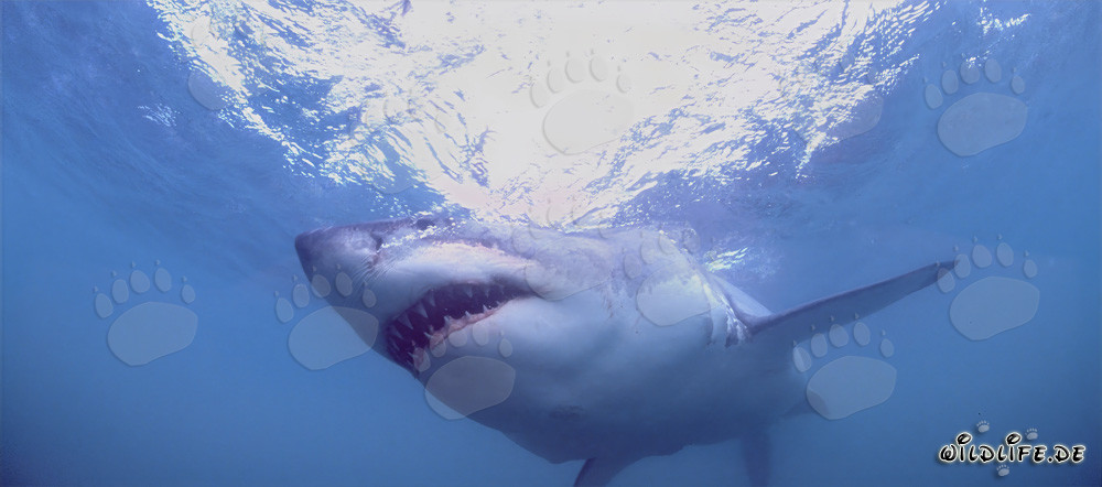 Fascinante tiburón blanco: depredador peligroso de los mares