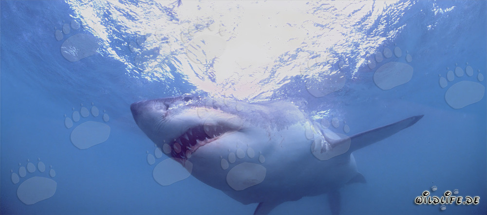 Faszinierender Weißer Hai: Gefährlicher Räuber der Meere