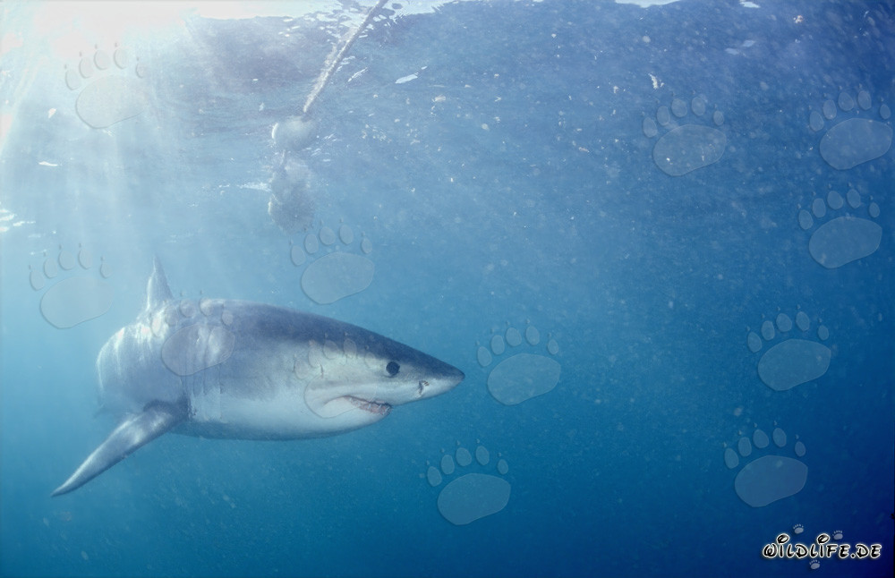 Gran tiburón blanco se aleja