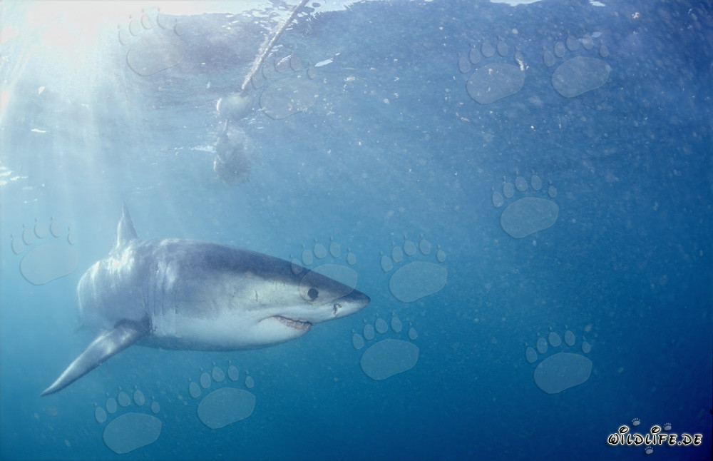Grand requin blanc s'éloigne