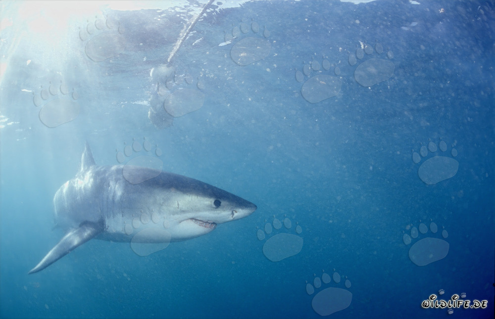 Great White Shark Turns Away